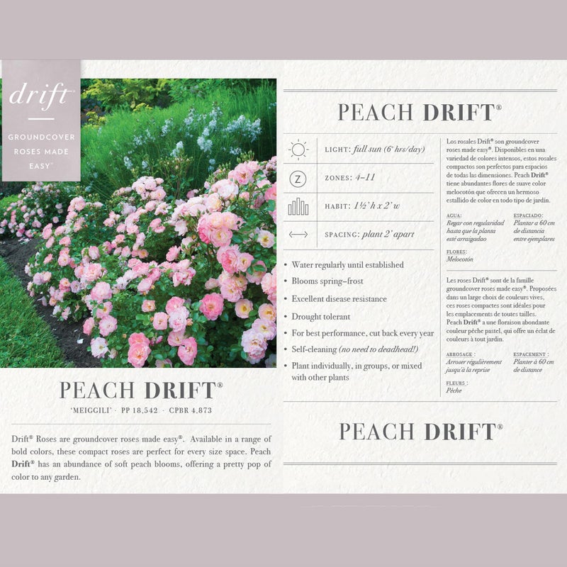 Drift 2 Gal. Peach Rose Shrub - Image 3